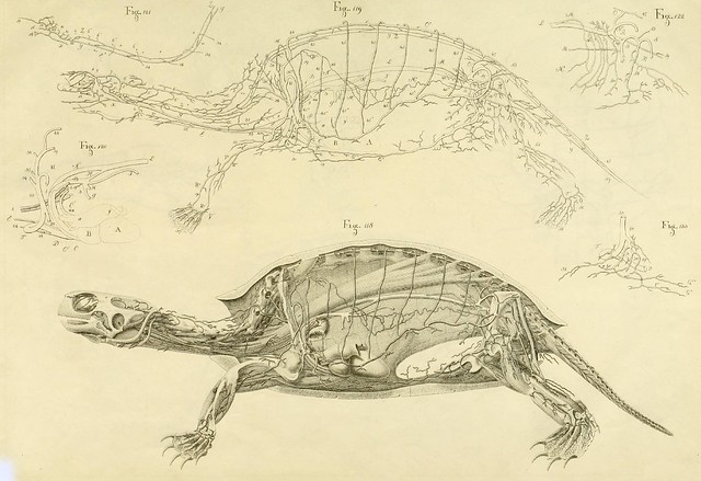 turtle cross-section drawing
