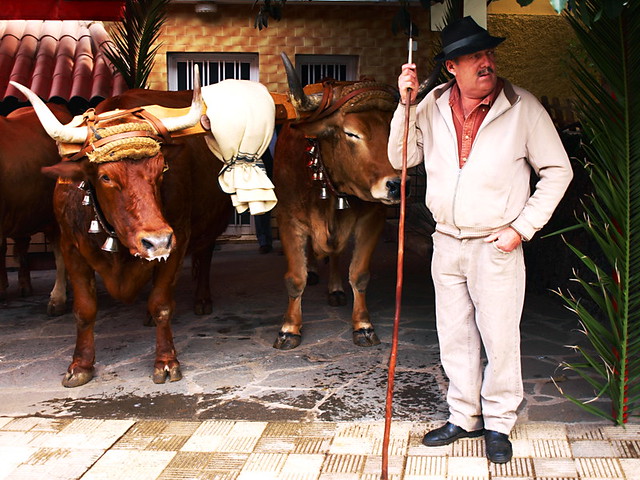 Oxen at San Abad, La Matanza, Tenerife