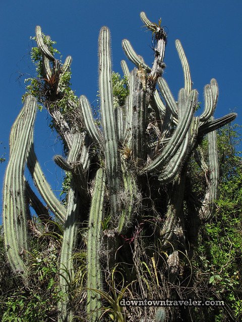 Curacao Mt Christofell Hike cactus 02