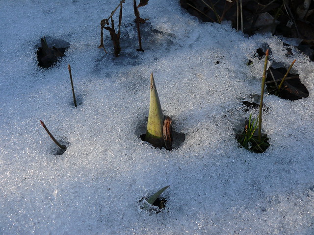 Skunk Cabbage peeking through the snow