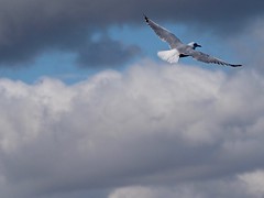 Sea birds in flight