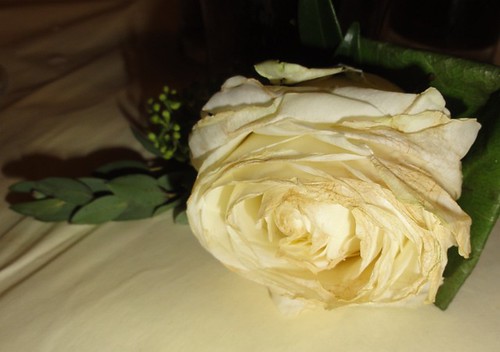 Wedding White Rose