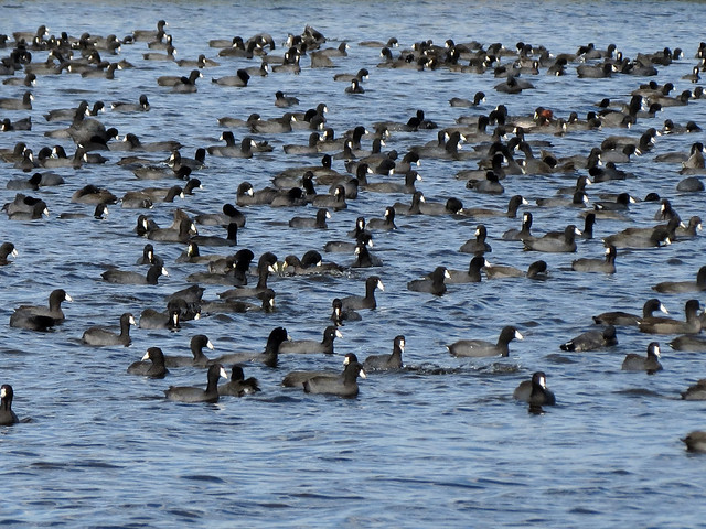 One of these coots is not