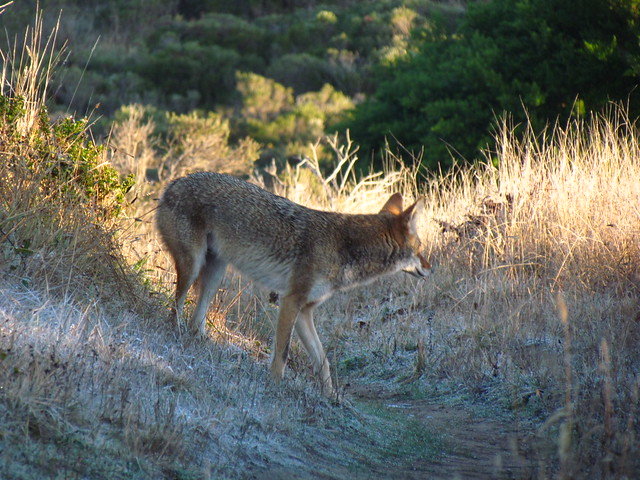 I crossed paths with a coyote this morning. I thought he was looking at me when I took this picture. Darn it!
