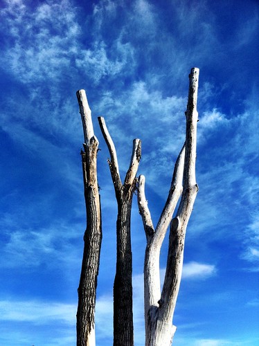 365/365  - Bare Trees by Diane Meade-Tibbetts