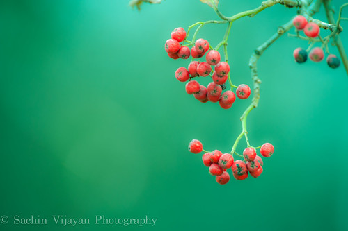 Winter Ruby Red Berries  by sachinvijayan