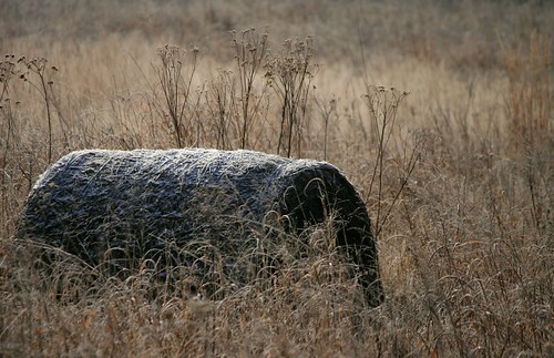 Hay bale covered with frost