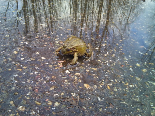 Toad or frog? by XPeria2Day