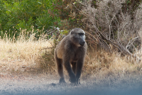 Simon's Town baboon on the roadside