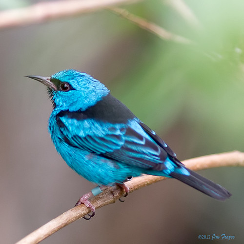 Blue Dacnis Male by SARhounds