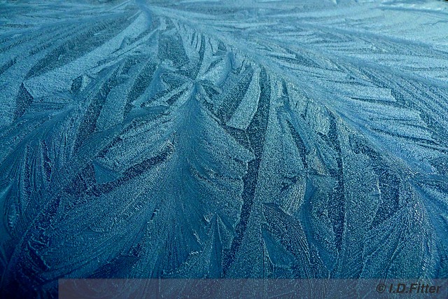 Ice Ferns