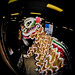 Chinese New Year Lion Dances @ Oceanic 1.29.12-6