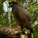 Serpent Eagle Willpattu National Park