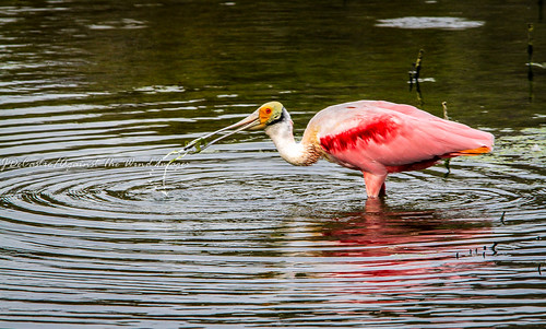 Roseate Spoonbill-3892 by Against The Wind Images