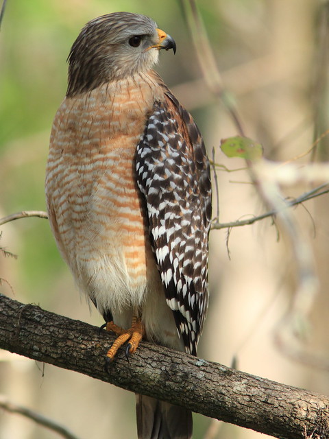 Red-shouldered hawk 3-20120131