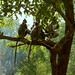 Monkeys on Tree