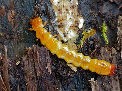 Cardinal Beetle (Pyrochroa coccinea) larva found under bark