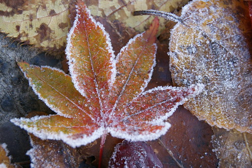 Frosty Leaf 6