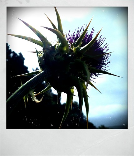 Thistle by vogon M