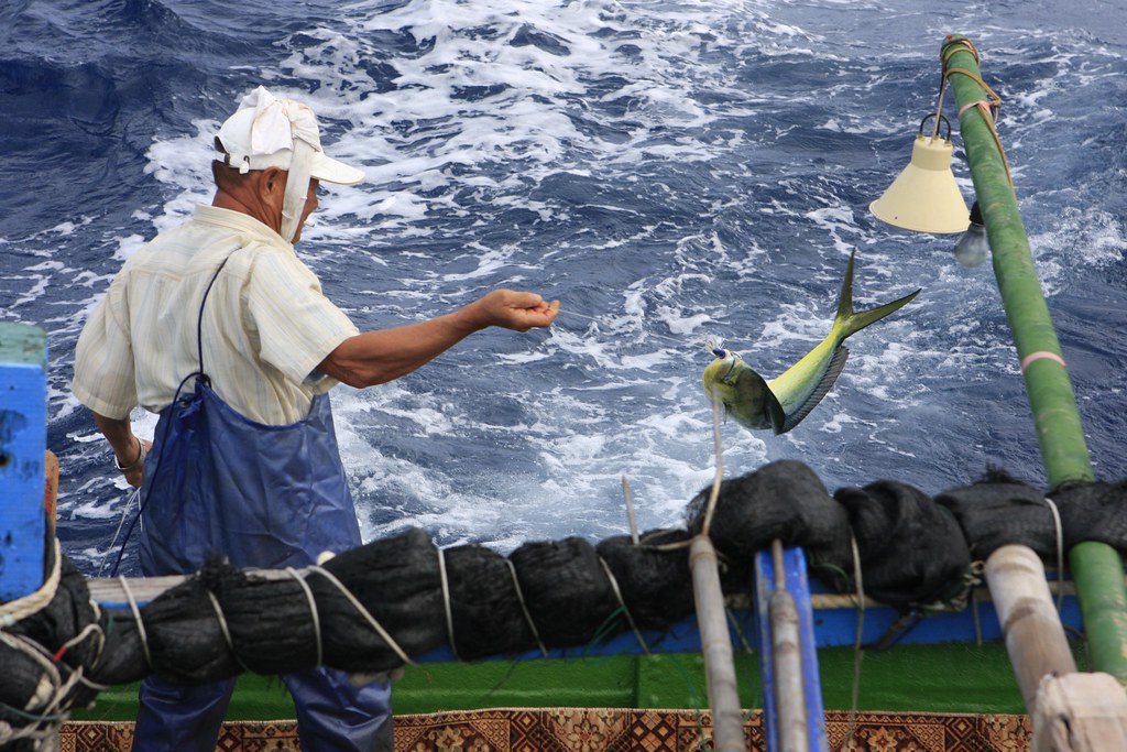 每年3-5及9-11月，是鬼頭刀主要的漁獲季。