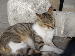 Cats of Istanbul & Türkiye. 