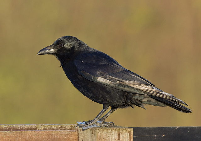 carrion crow 5