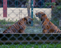 THAILAND: waterplay, bengal tigers