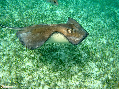 sting rays of belize