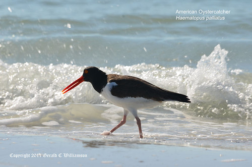 American Oystercatcher by USWildflowers, on Flickr