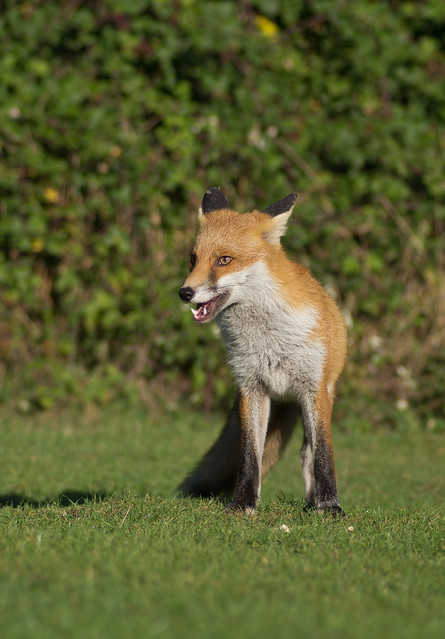 red fox 14