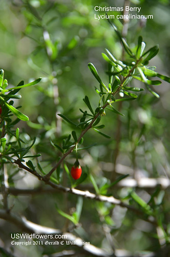 Lycium carolinianum - Christmas Berry by USWildflowers, on Flickr