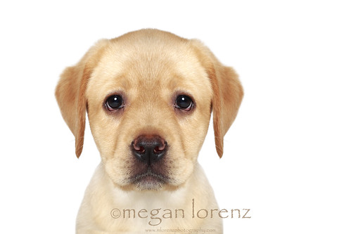 The Sad Puppy Face by Megan Lorenz