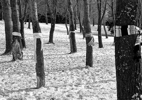cold trees