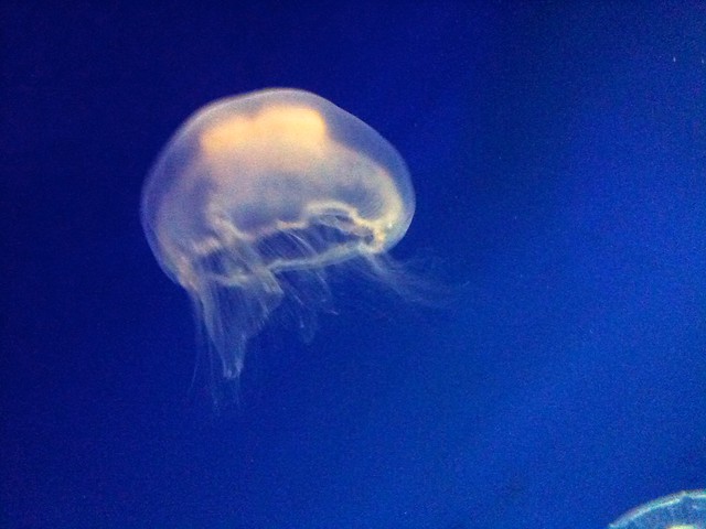 Moon Jellyfish, Horniman Museum