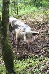 Pig at Finca Luna Nueva