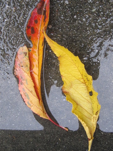 Yellow Leaves in a Water Puddle
