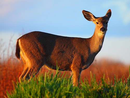 IMG_4415 Black-Tailed Deer, Sacramento National Wildlife Refuge by ThorsHammer94539