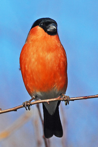 a bullfinch always makes a January day seem brighter by GVG Imaging