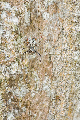 big female Herennia sp. spider with a smaller male IMG_9740 copy