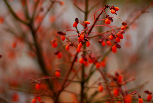 Winter Berries by Sandee4242
