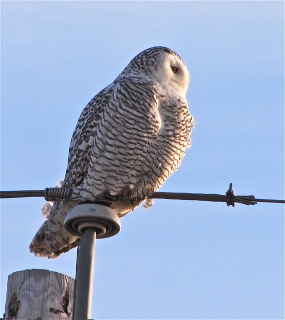 Snowy Owl in McLean County 41