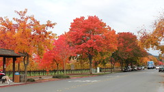 Napa Valley In November - The Colors, & The Grape Crush