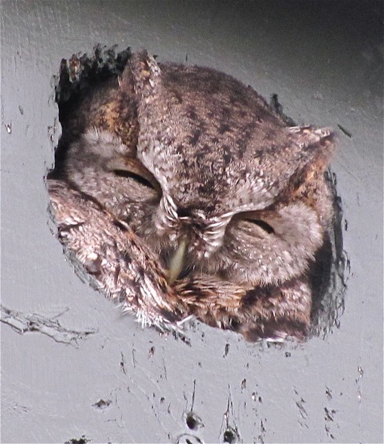 Eastern Screech-owl in Bloomington, IL 06