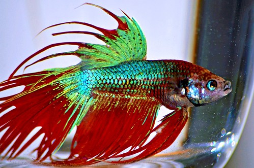 Crowntail betta fish by toydogs