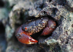司氏酋婦蟹（Eriphia smithi）是藻礁最搶眼的優勢蟹種。（圖片來源：劉靜榆）