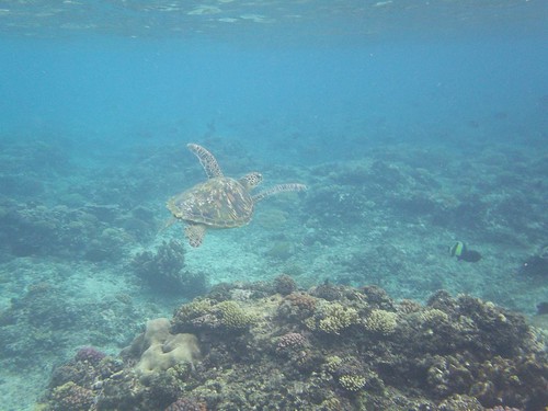 In the wild with a green turtle