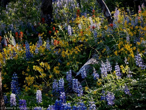 Flowers in the woods, Summit Trail, Okanogan-Wenatchee National Forest, Washington