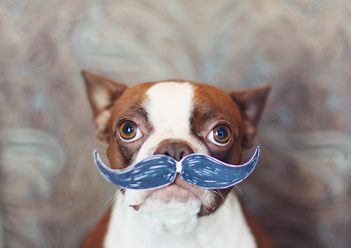 boston terrier mustache