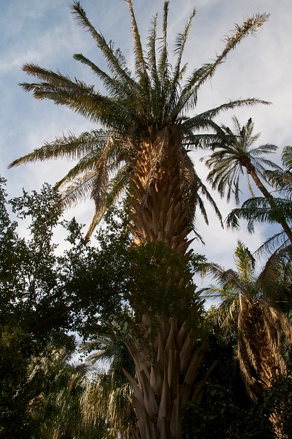 Egypt 2011 - Aswan Botanical Garden