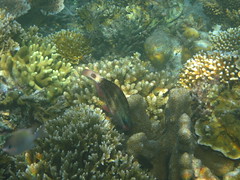 Snorkeling, Calambuyan Island